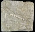 Archimedes Screw Bryozoan - Illinois #46484-1